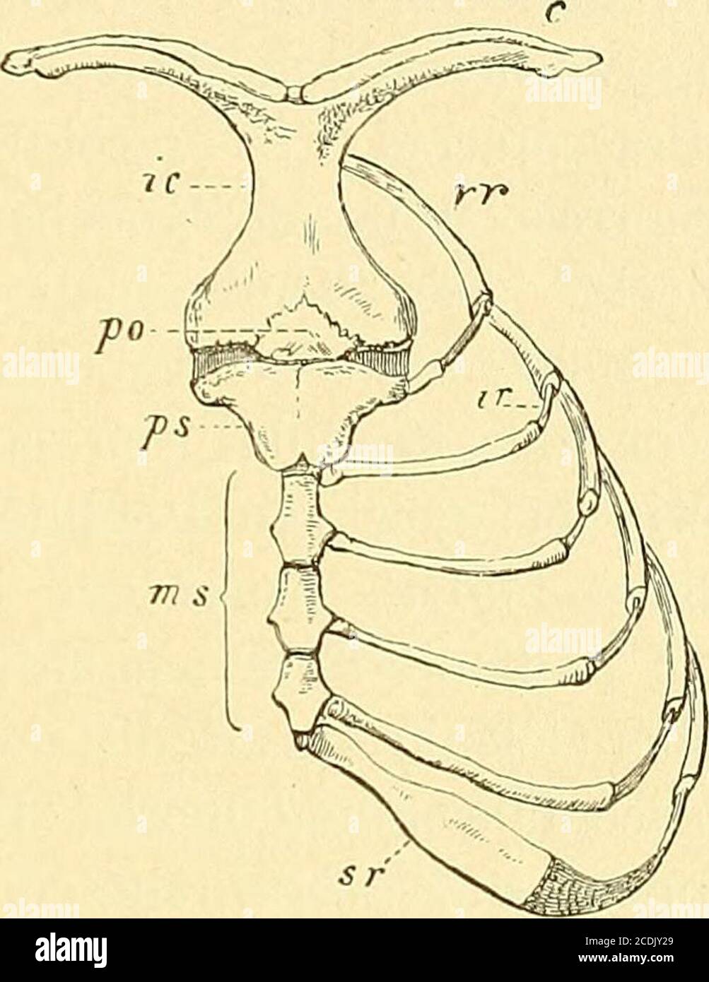. Handbuch der Palæontologie . Fig 42.Rechter Brustgürtel einer jungenEchidna hystrix -/3 nat. GR. (NachFlower). SC Scapula (s Spina, a Atro-mion), gc Gelenkfläche, cor coracoid,pc Praecoracoid, cl Clavicula, ic Inter-clavicula (Eernpistum), ps manubrium(Praesternum), r Rippe. Figure 43.Brustbein und ein Theil des Brustkorbeseines jungen Ornitlwrhinchus (nachFl ower). cl Clavicula, ic Interclavicula (Epissternum), po prooston, ps Manu-brium (Praesternum), ms osternum, sr Sternoceral (Epissterernum), oskostbeisen der Sternen der Zwiskosknen, im en der Shynbeosknen, im snederen, 2 Banque D'Images