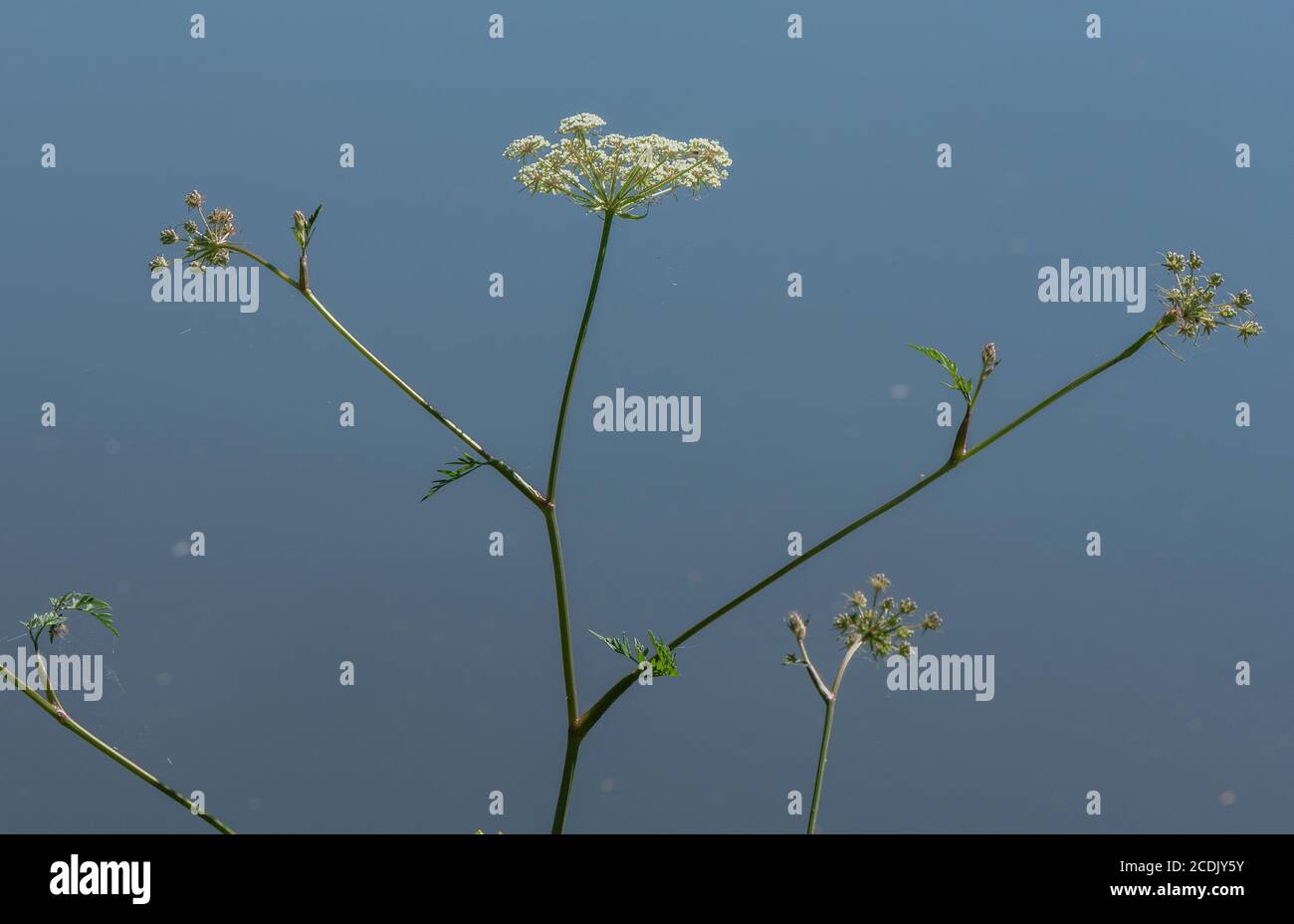 Persil-lait, Peucedanum palustre, croissant dans un marais au bord du lac. (Plante alimentaire de papillon à queue de cygne commune) Banque D'Images