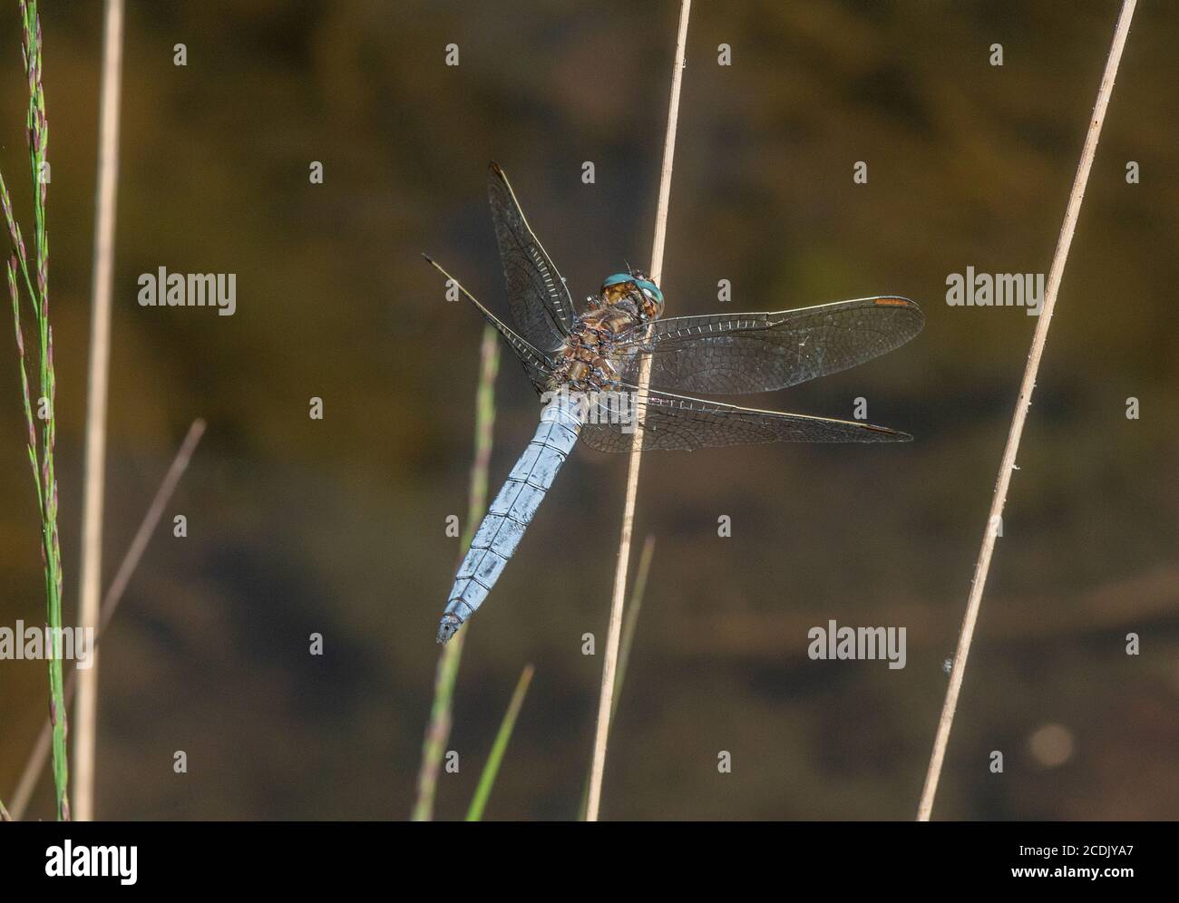 Écumoire mâle, Orthetrum coerulescens, perchée près du ruisseau. Banque D'Images