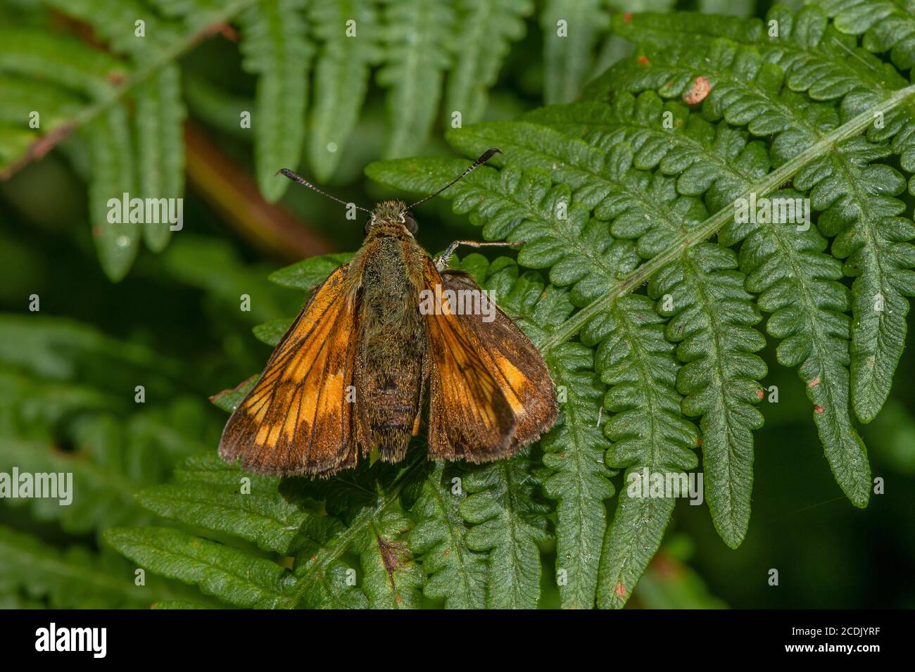 Grand skipper, Ochlodes sylvanus, se bronzant sur le sauterelle. Banque D'Images