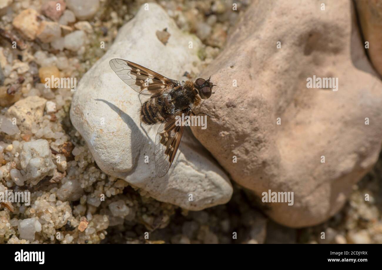 Mouche à abeilles marbrée, Thyridanthrax fenestratus, parasite d'Ammophila pubescens, sur la lande. Banque D'Images