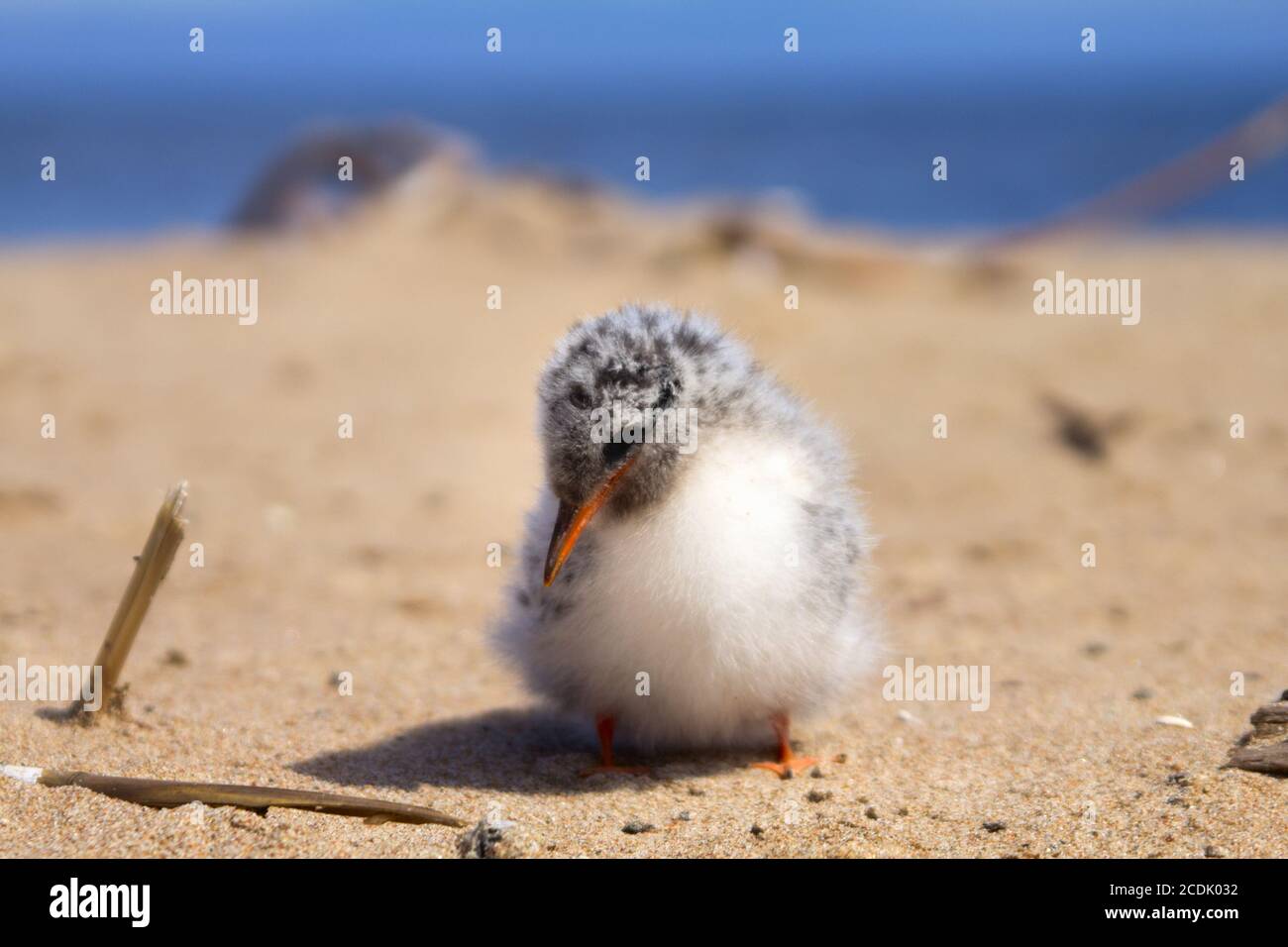 Pretty baby bird Banque D'Images