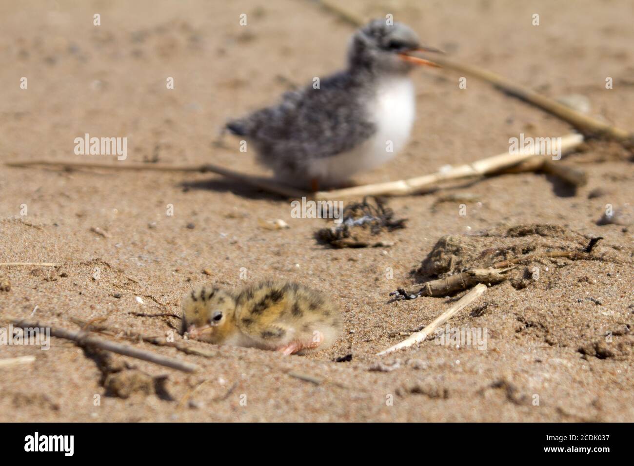 Pretty baby bird Banque D'Images