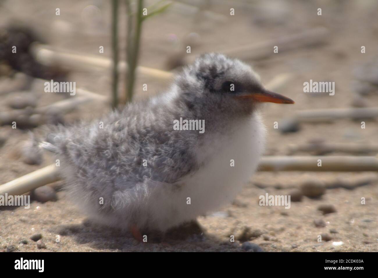 Pretty baby bird Banque D'Images