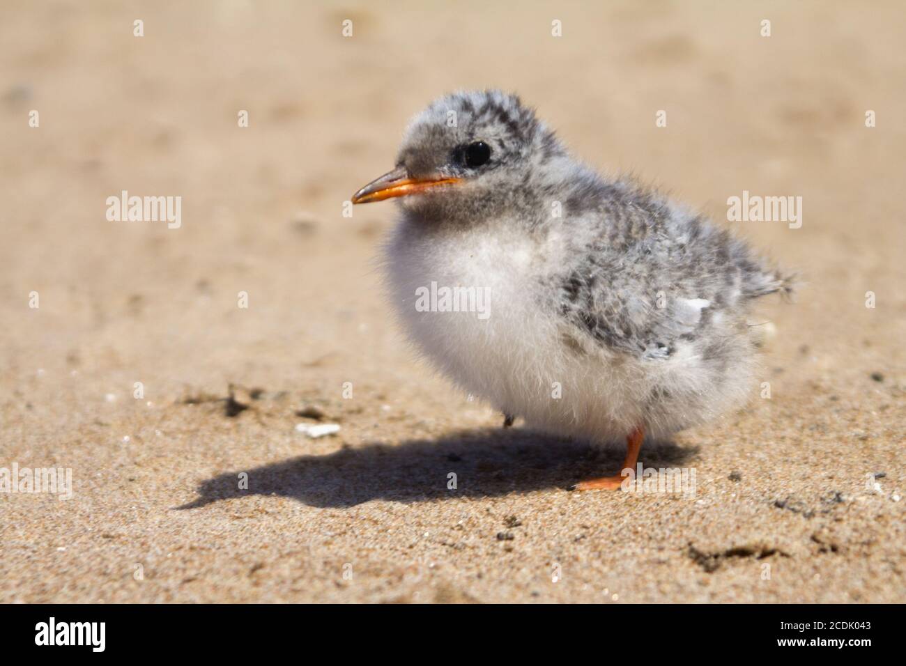 Pretty baby bird Banque D'Images
