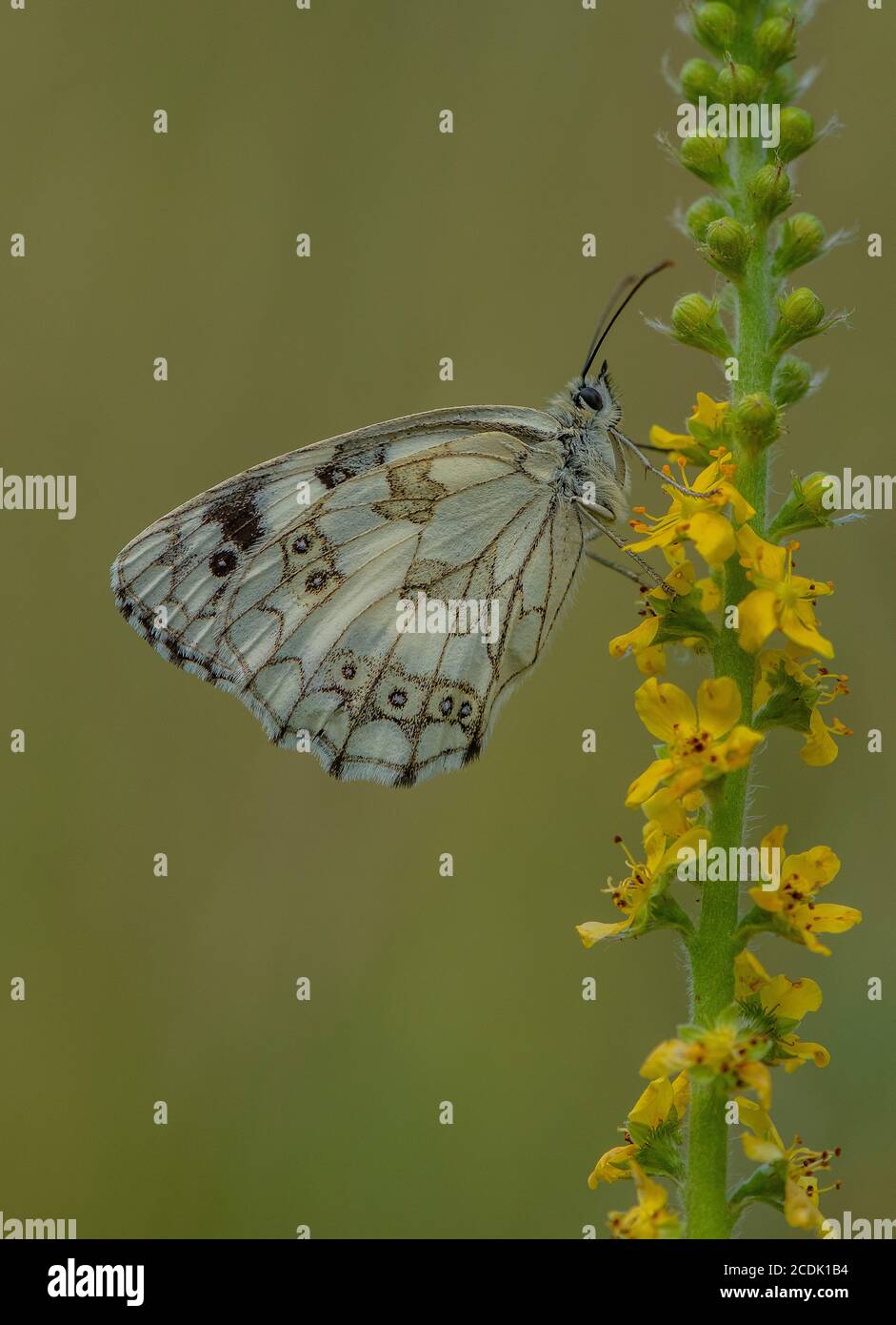 Blanc marbré, Melanargia galathea, perchée sur l'agrimonie commune, Agrimonia eupatoria dans les prairies. Banque D'Images