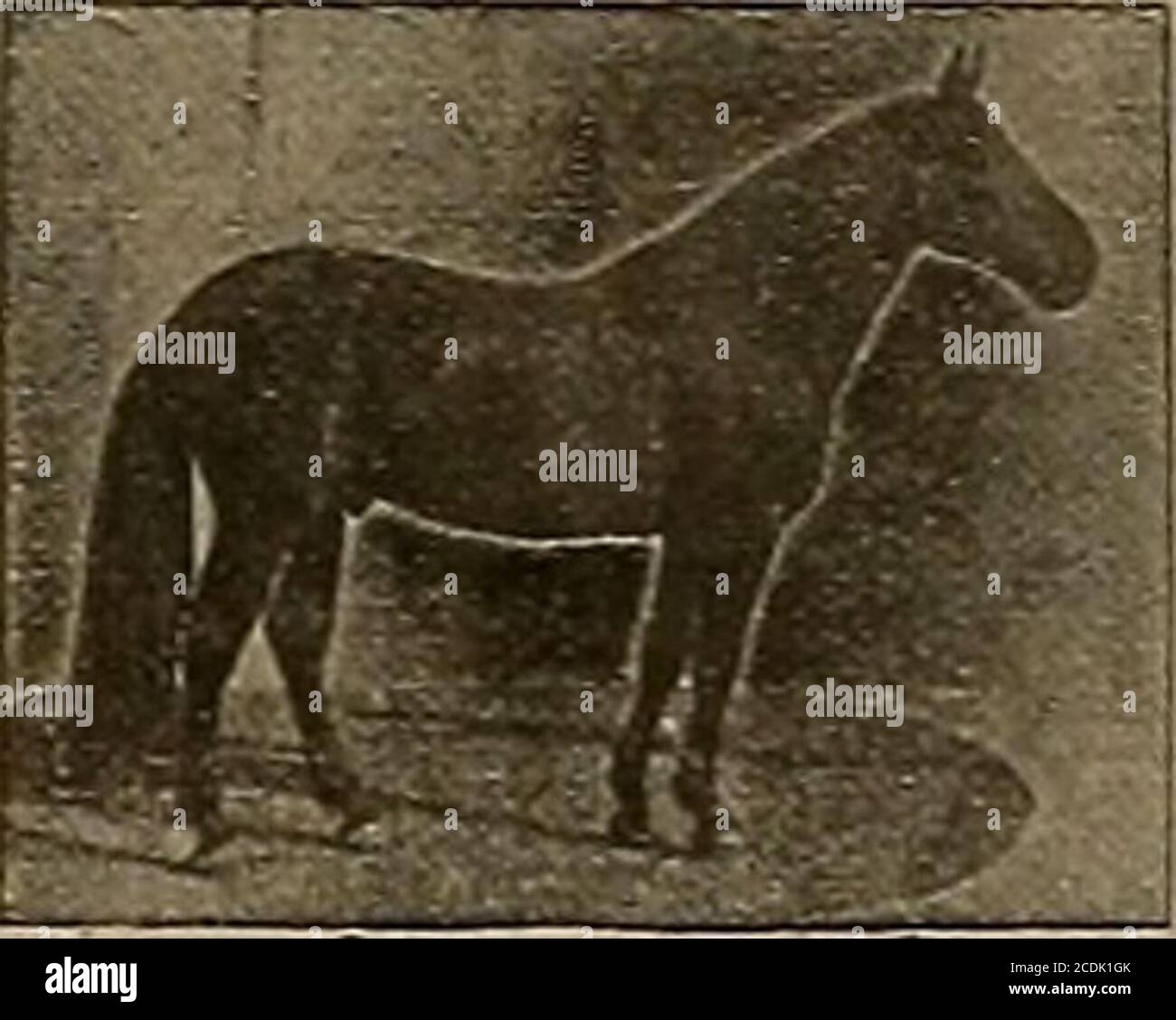 . Sélectionneur et sportif . ^ et Joe Eviston (3) 2:22 fera la saison 1904 à Lakeville, dans le comté de Sonoma, dans le gal. SEYMOUR WILKES a gagné son disque dans une forte trace et était un cheval de course de jeu. Aucun cheval en Californie ne peut montrer une plus grande proportion de gros, beau, fortement construit et bien-boned colts. Ils ont tous l'air semblables, et dans presque tous les cas aresquare trotters. SEYMOUR WILKES est par Guy Wilkes, son barrage au début de Birdby Playrnail; deuxième barrage par Odd Fellow, troisième barrage par un fils de Williamsons Belmont, quatrième barrage par Blackhawk 76?. Il pèse 1200 livres, tient 16 mains hautes et est un des m Banque D'Images