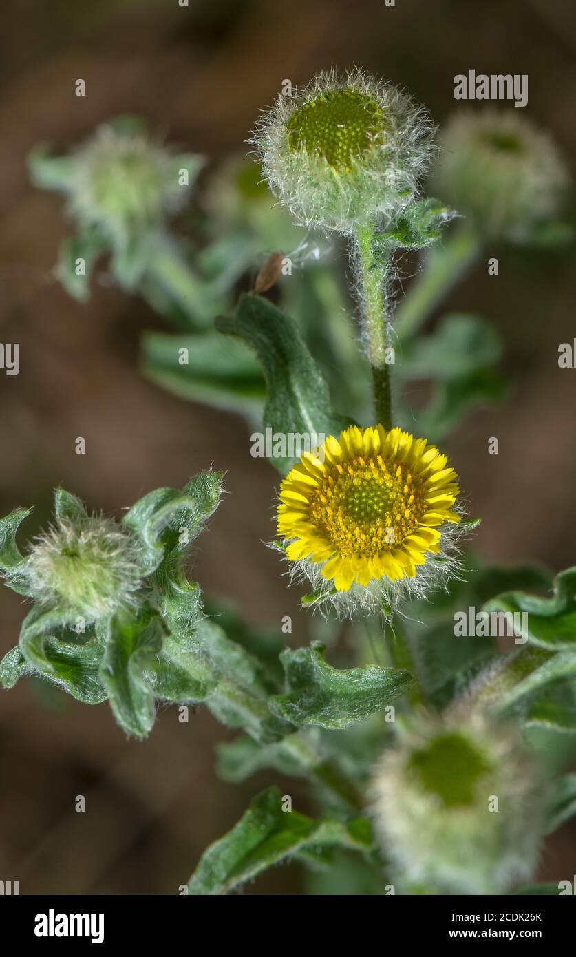 Petit Fleabane, pulicaria vulgaris, en fleur. Plante rare de sites de graisés humides en hiver. Banque D'Images