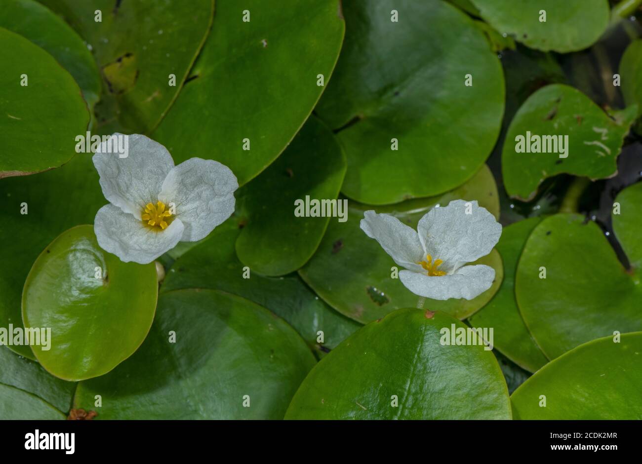 La morse-grenouille, Hydrocharis morsus-ranae, en fleur dans un tapis dense de l'étang. Banque D'Images