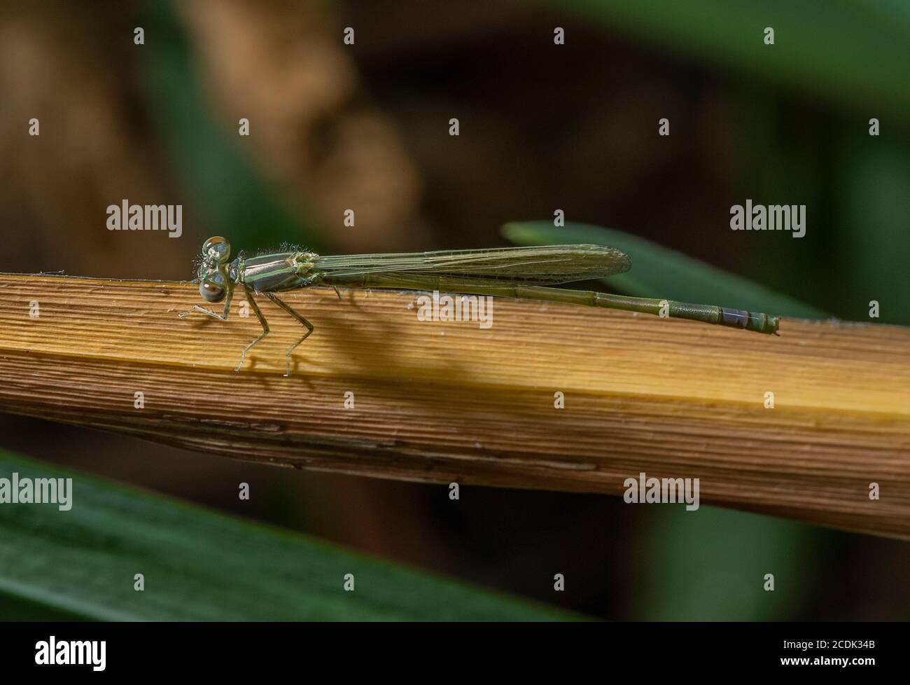 Femelle immature petite mouche à yeux rouges, érythromma viridulum, perchée sur la feuille. Banque D'Images