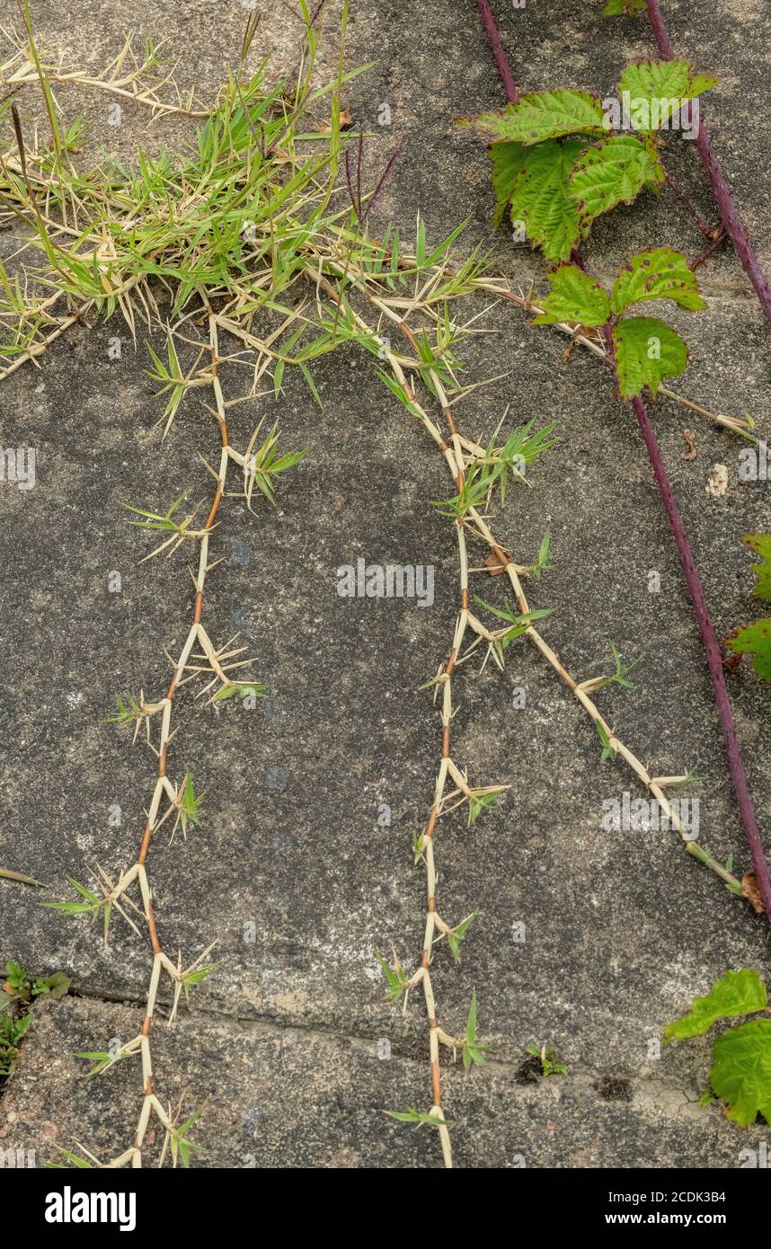 Herbe des Bermudes, cynodon dactylon, qui s'étend à travers le pavage - largement naturalisé. Banque D'Images