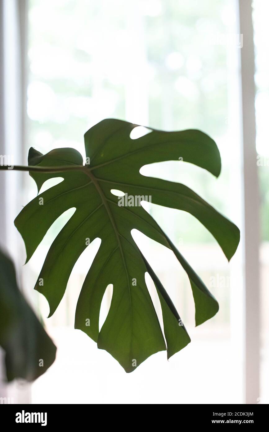 Monstera deliciosa, également connue sous le nom de fromagerie suisse, est une plante originaire des tropiques et est devenue très populaire dans le design d'intérieur. Banque D'Images