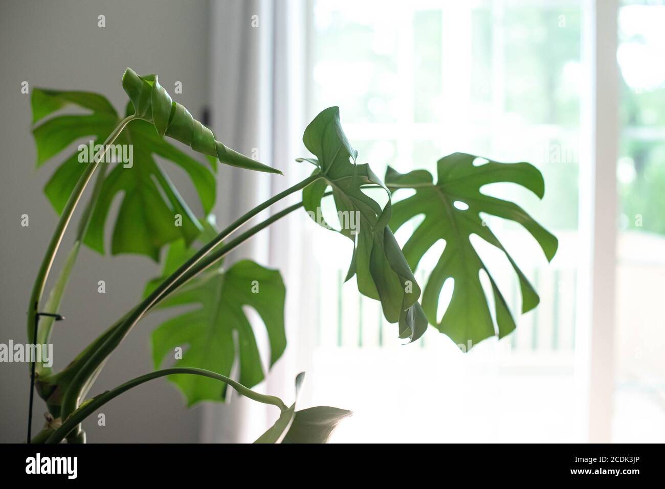 Monstera deliciosa, également connue sous le nom de fromagerie suisse, est une plante originaire des tropiques et est devenue très populaire dans le design d'intérieur. Banque D'Images