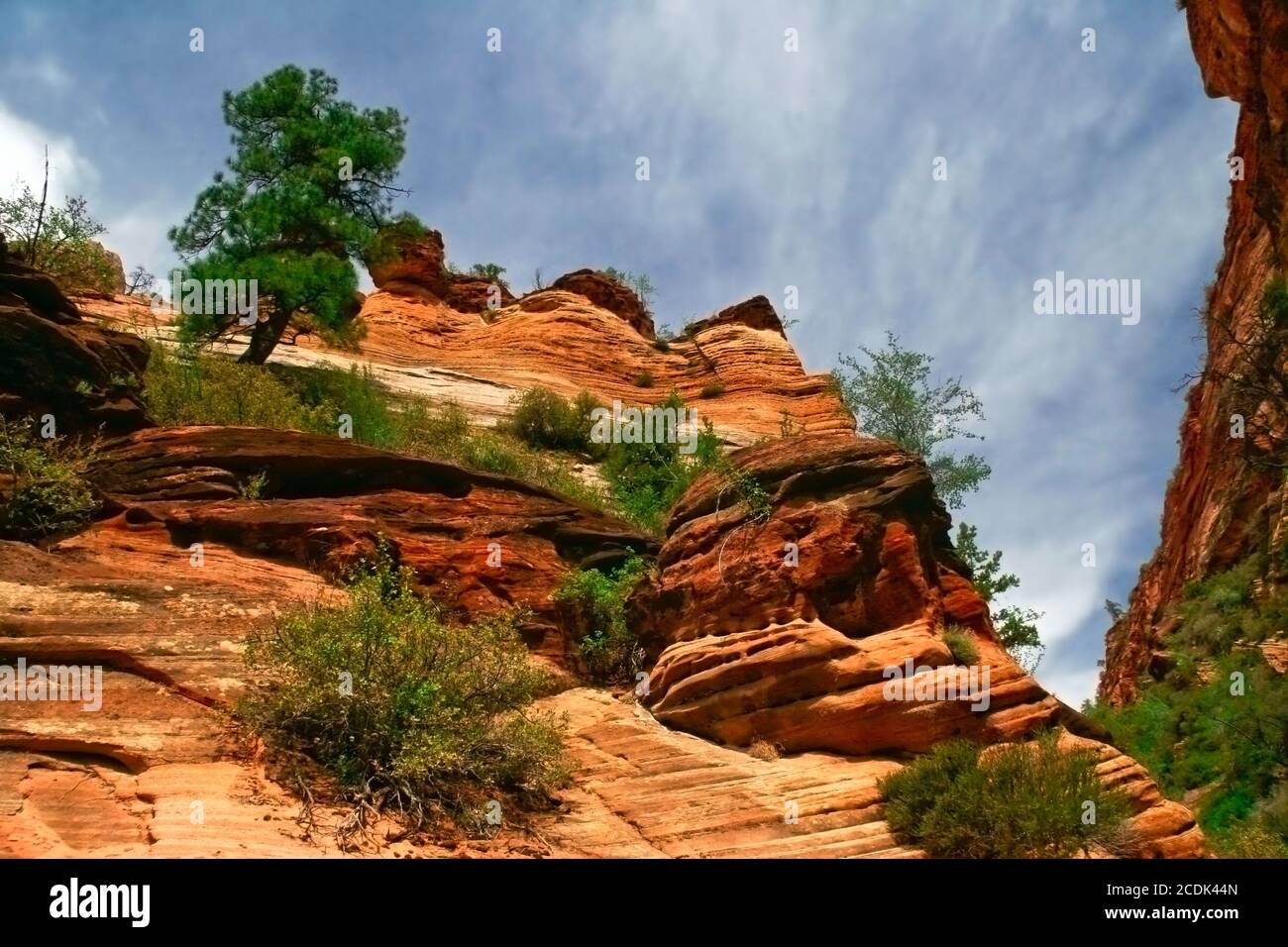 Pentes du canyon de Zion. Utah. ÉTATS-UNIS. Banque D'Images