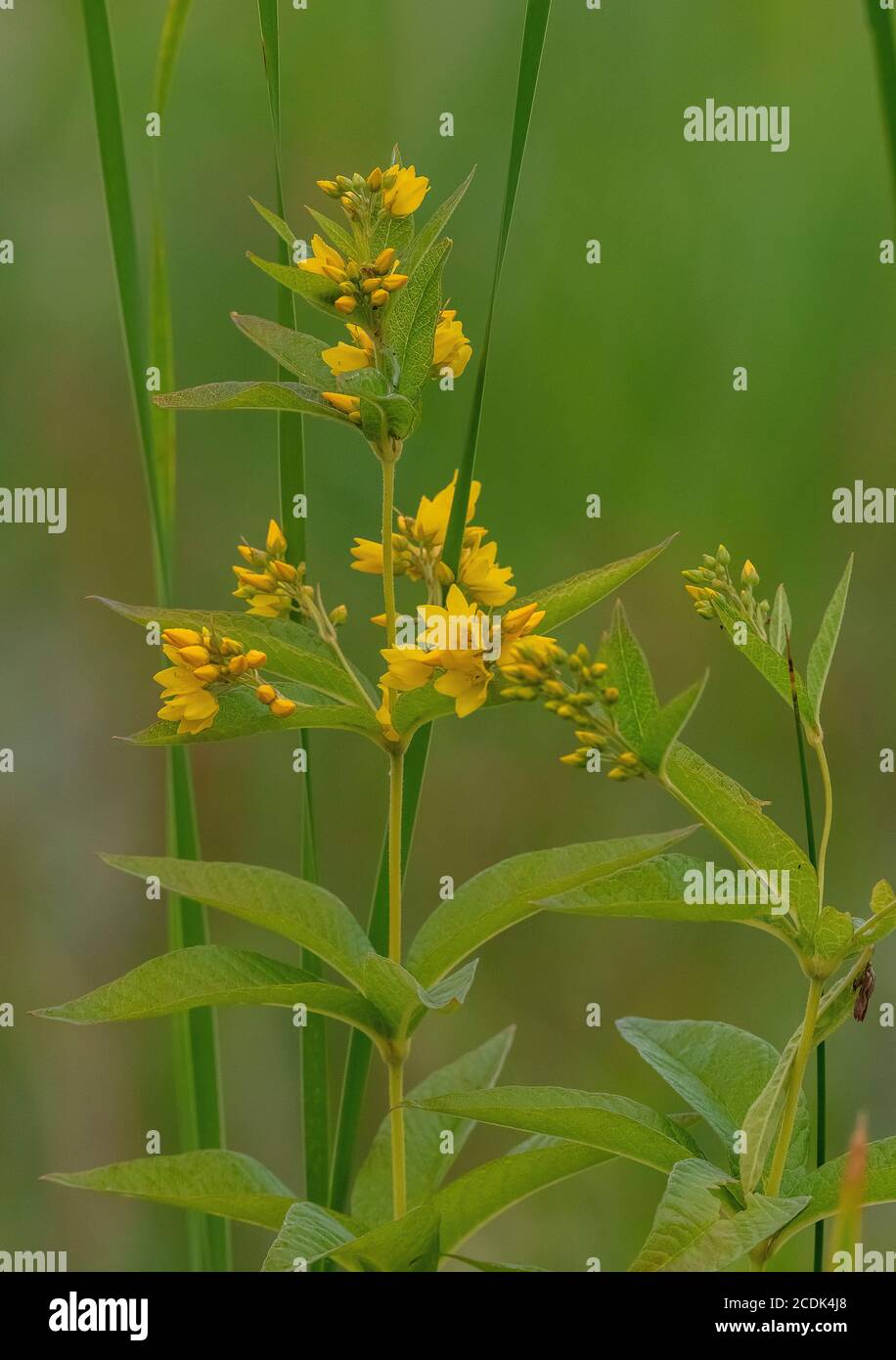 Loosestrife jaune, Lysimachia vulgaris en fleur dans une végétation marécageuse au bord du lac. Banque D'Images