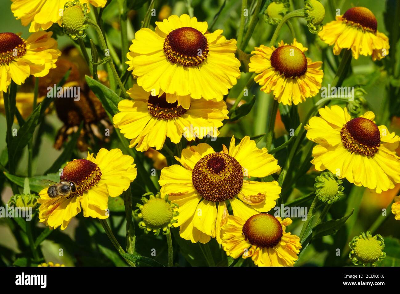 Helenium Goldkugel Banque D'Images