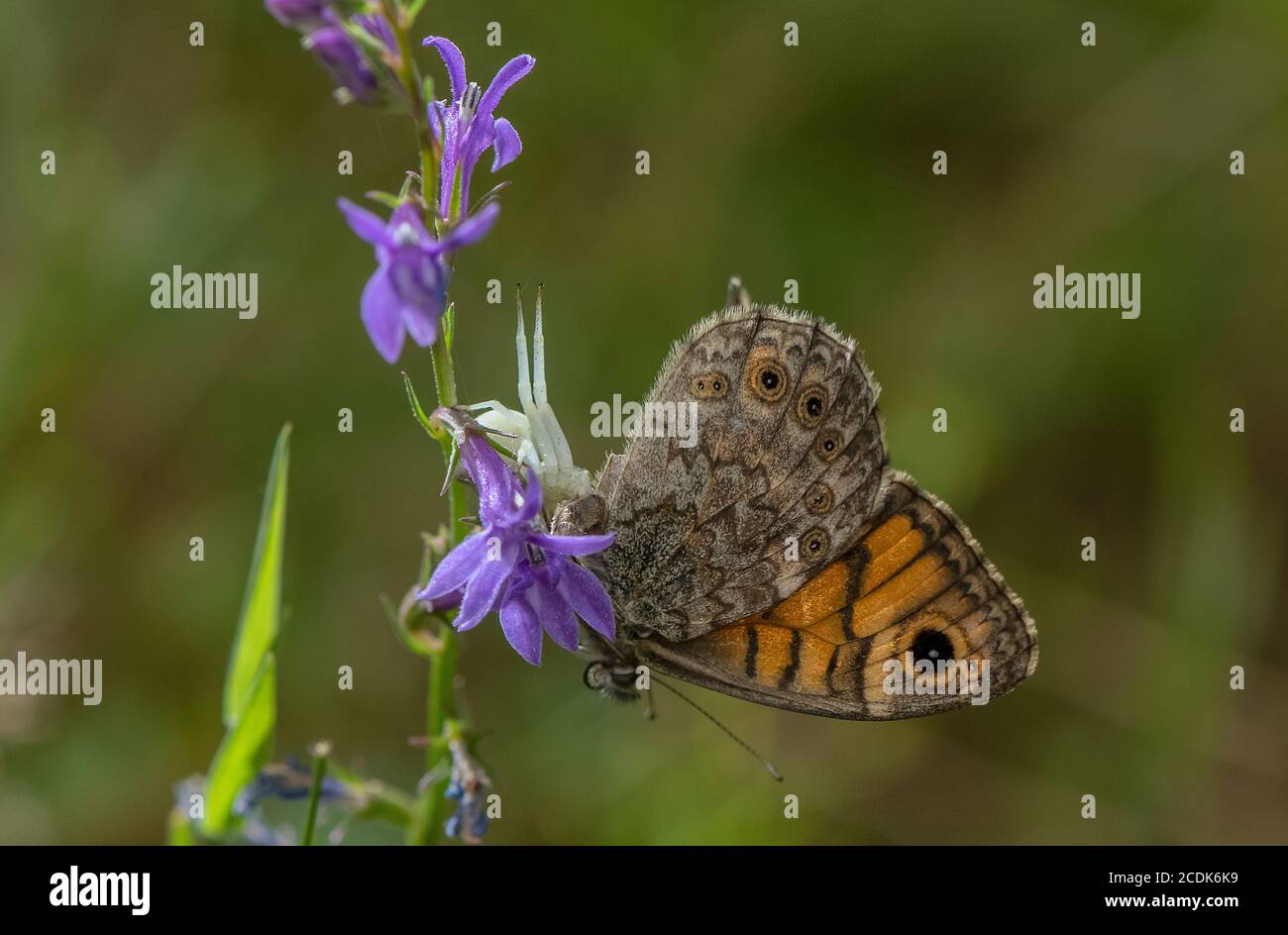 Araignée de crabe, Misumena vatia, avec papillon brun de mur, sur la lobélie de Heath. Banque D'Images