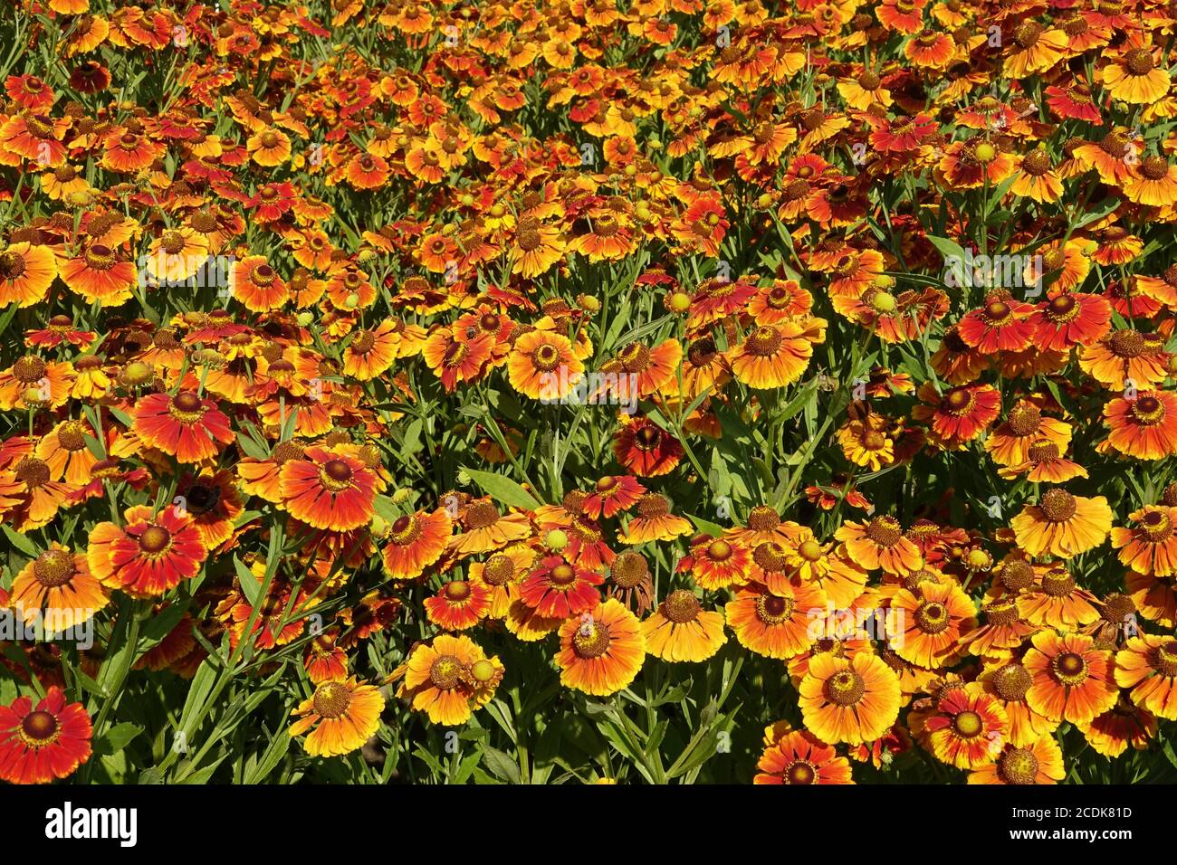 Fleurs d'orange Helenium 'Blütentisch' Helenium atumnale Banque D'Images