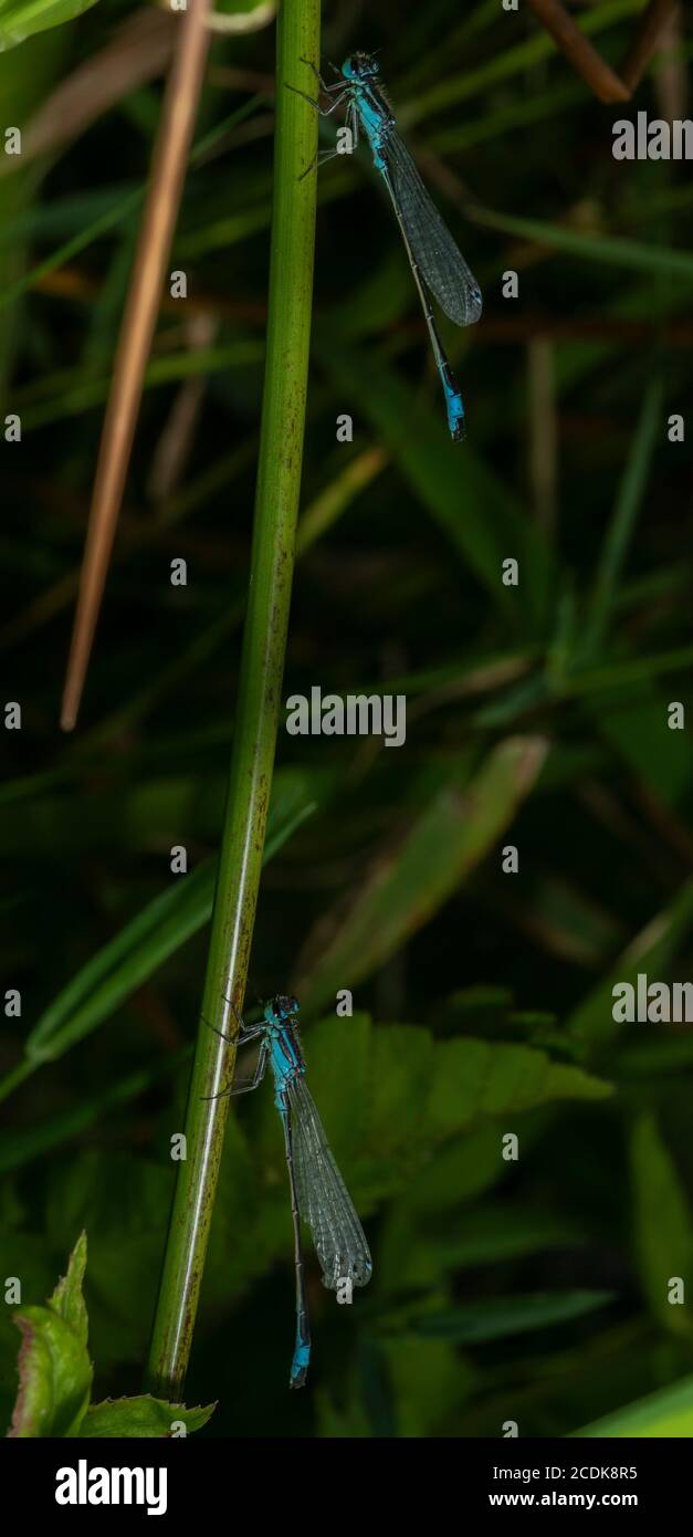 Mâles de damselflies à queue bleue, Ischnula elegans, qui rôde dans la végétation du lac. Banque D'Images