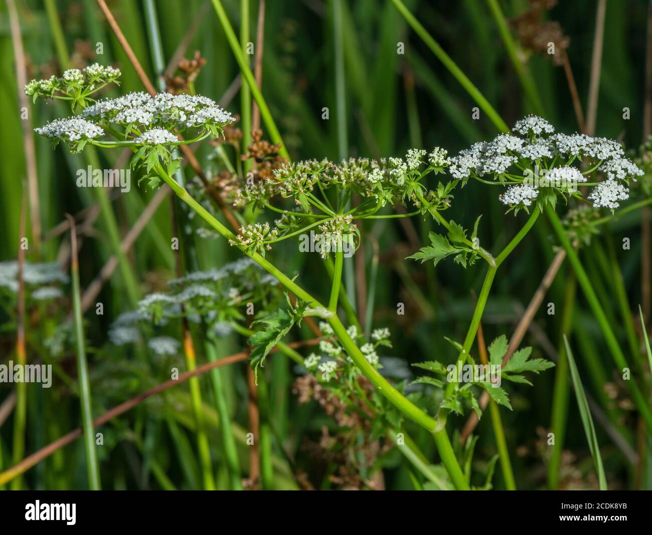 Persil-lait, Peucedanum palustre, croissant dans un marais au bord du lac. (Plante alimentaire de papillon à queue de cygne commune) Banque D'Images