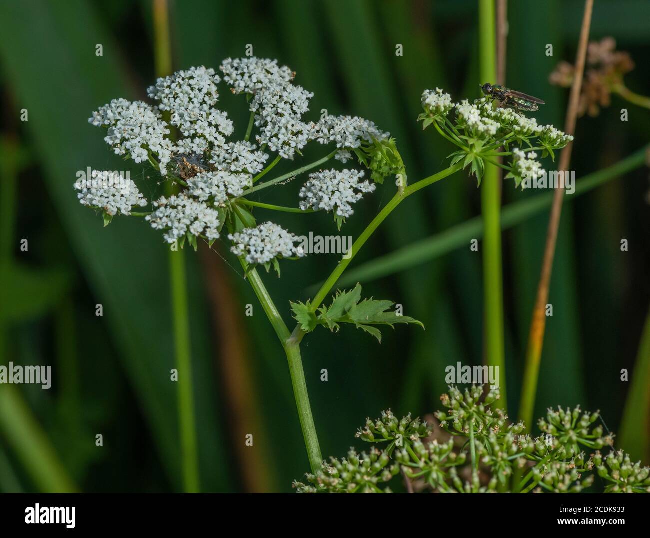 Persil-lait, Peucedanum palustre, croissant dans un marais au bord du lac. (Plante alimentaire de papillon à queue de cygne commune) Banque D'Images