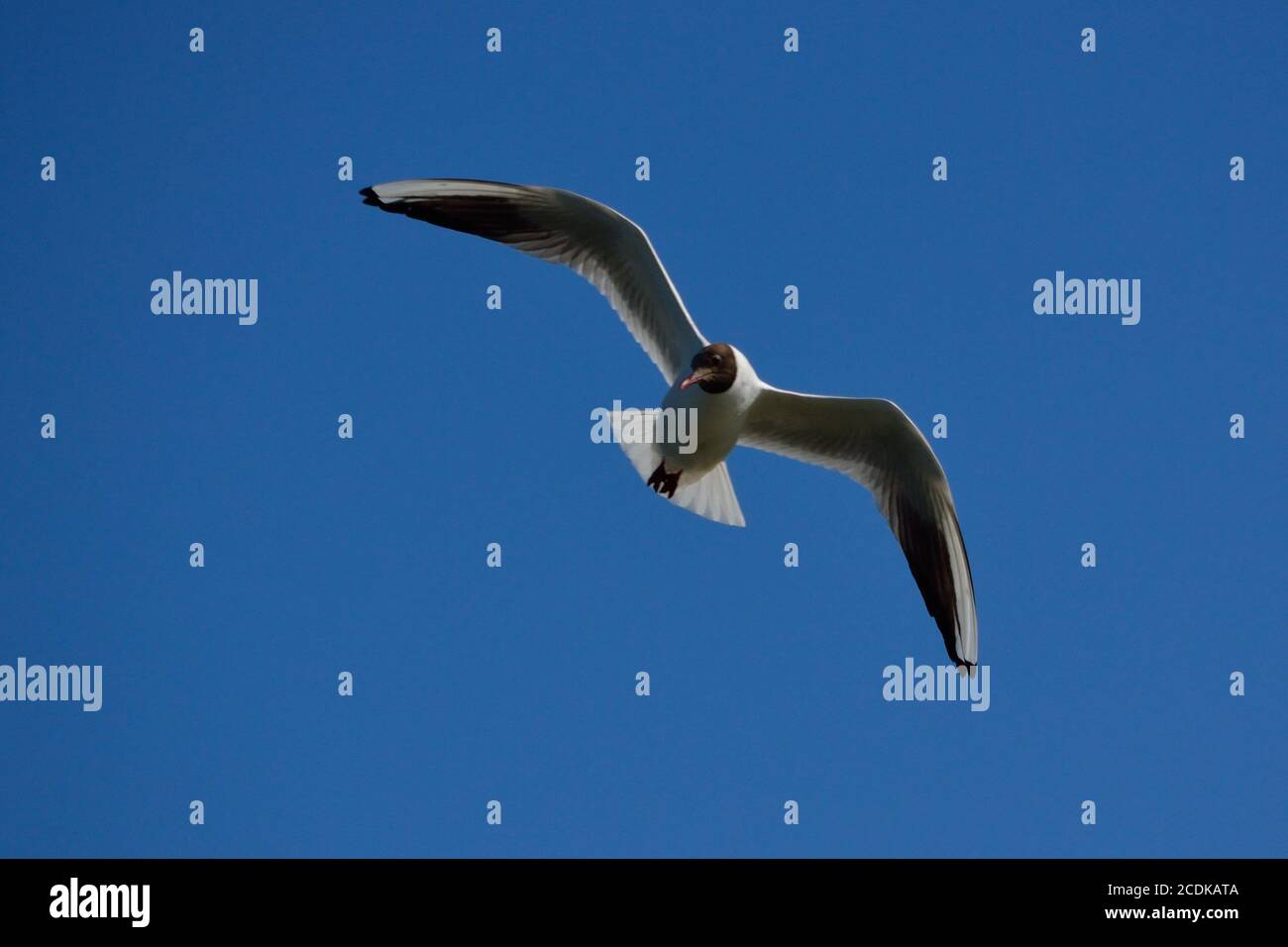 Gull étend ses ailes Banque D'Images