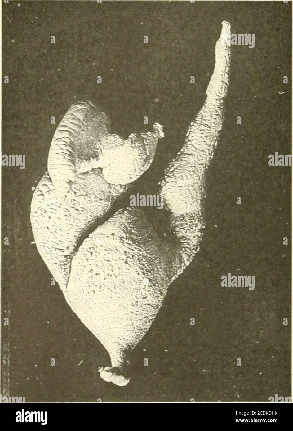 . Anatomie . Figure 23.. Figure 25. Fig. 24. Anatom. Hefte. I. Abteilung. 103. Heft (34. BD H. 2). Tafel 22. Banque D'Images