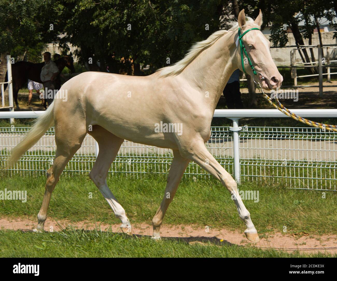 Portrait de chevaux akhal-teke Banque D'Images