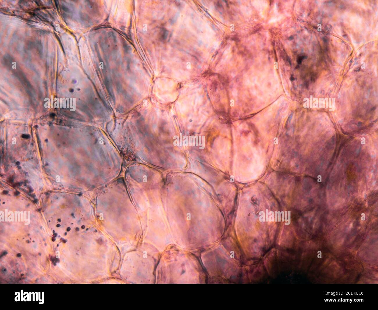 Vue microscopique des cellules racinaires de carottes colorées. Coupe transversale. Microscope composé optique. Fond clair. Objectif 40x. Banque D'Images