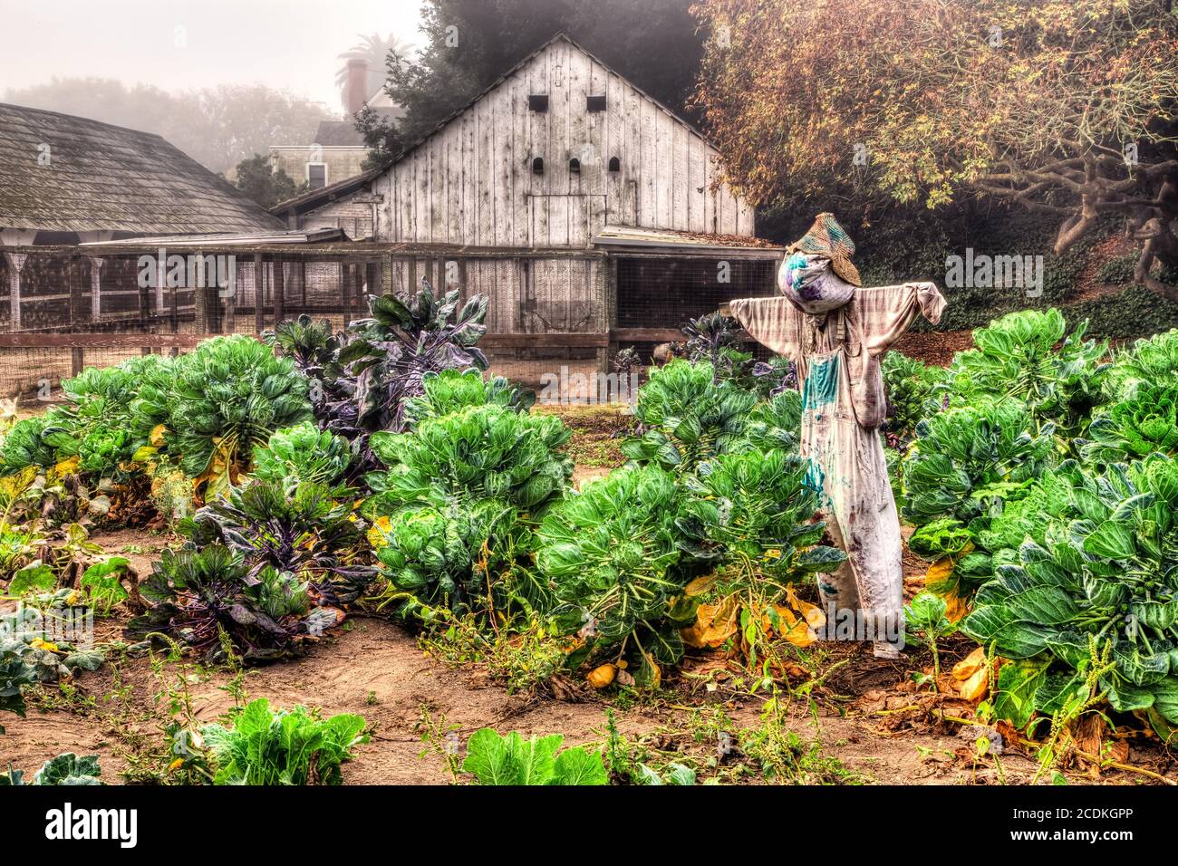 Scarecrow regarde le jardin dans le brouillard du matin États-Unis Banque D'Images