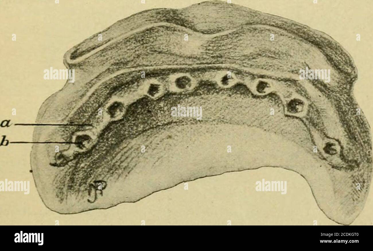 . Manuel de l'anatomie; étant un compactage complet de l'anatomie, y compris l'anatomie de la viscère un chapitre sur l'anatomie dentaire, de nombreux tableaux, et incorporant la nouvelle nomenclature adoptée par la Société anatomique allemande, généralement désigné la nomenclature de Bâle ou BNA . tence. L'action sphincter des lèvres est accomplie par un entrelacement compliqué des fibres du themuscle du buccinator, dépresseur labii infioris, depres-sor anguli oris, zygomaticus et risorius. Le buccinateur formatle corps musculaire de la joue. Son attachement à la maxilladoit être pris en compte dans le contour supérieur A. Banque D'Images