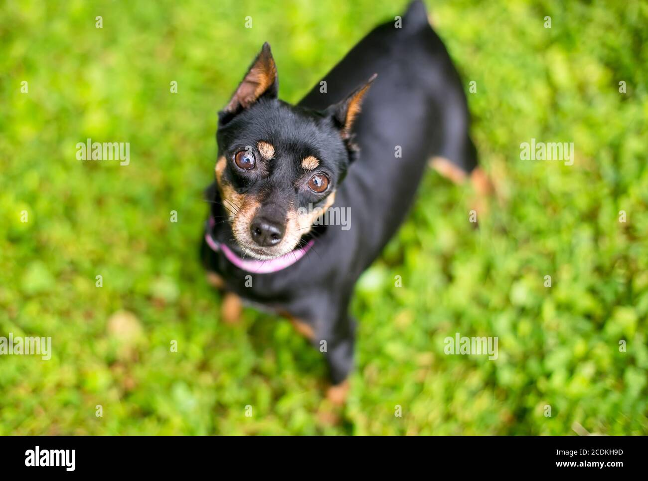 Un chien miniature Pinscher avec des oreilles coupées qui regardent vers le  haut la caméra avec inclinaison de la tête Photo Stock - Alamy