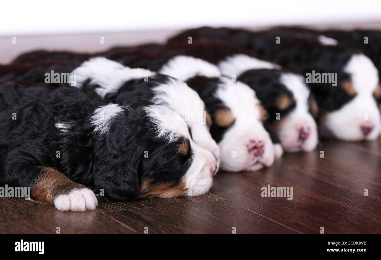 F1 Mini Bernedoodle Puppies trois couleurs dormant dans une rangée un plancher de bois franc Banque D'Images
