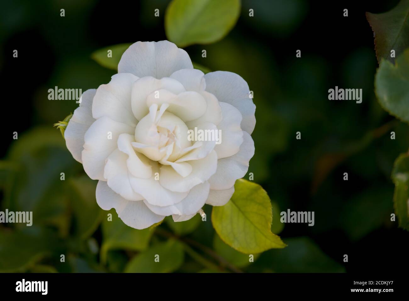 Camélia japonais blanc (Camellia japonica) Floraison par le lac Iseo en  Italie Photo Stock - Alamy