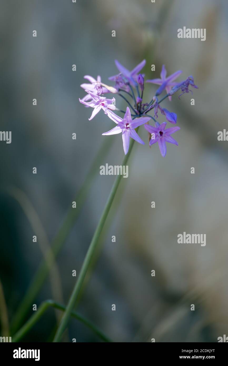 Lily africaine (Agapanthus praecox Willd) Floraison sur les rives du lac Iseo en Italie Banque D'Images