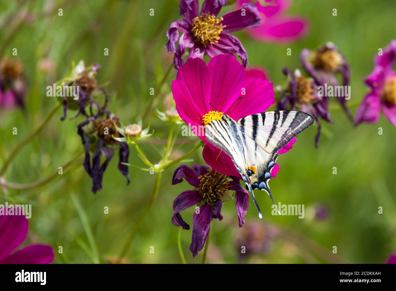 Papillon à queue d'allowtail se nourrissant d'une fleur Cosmos à Bergame in Italie Banque D'Images