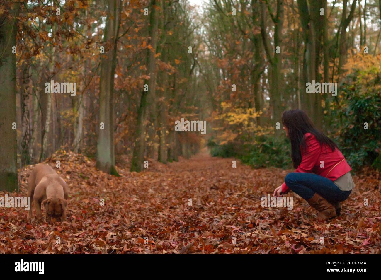 Jouer avec mon chien Banque D'Images