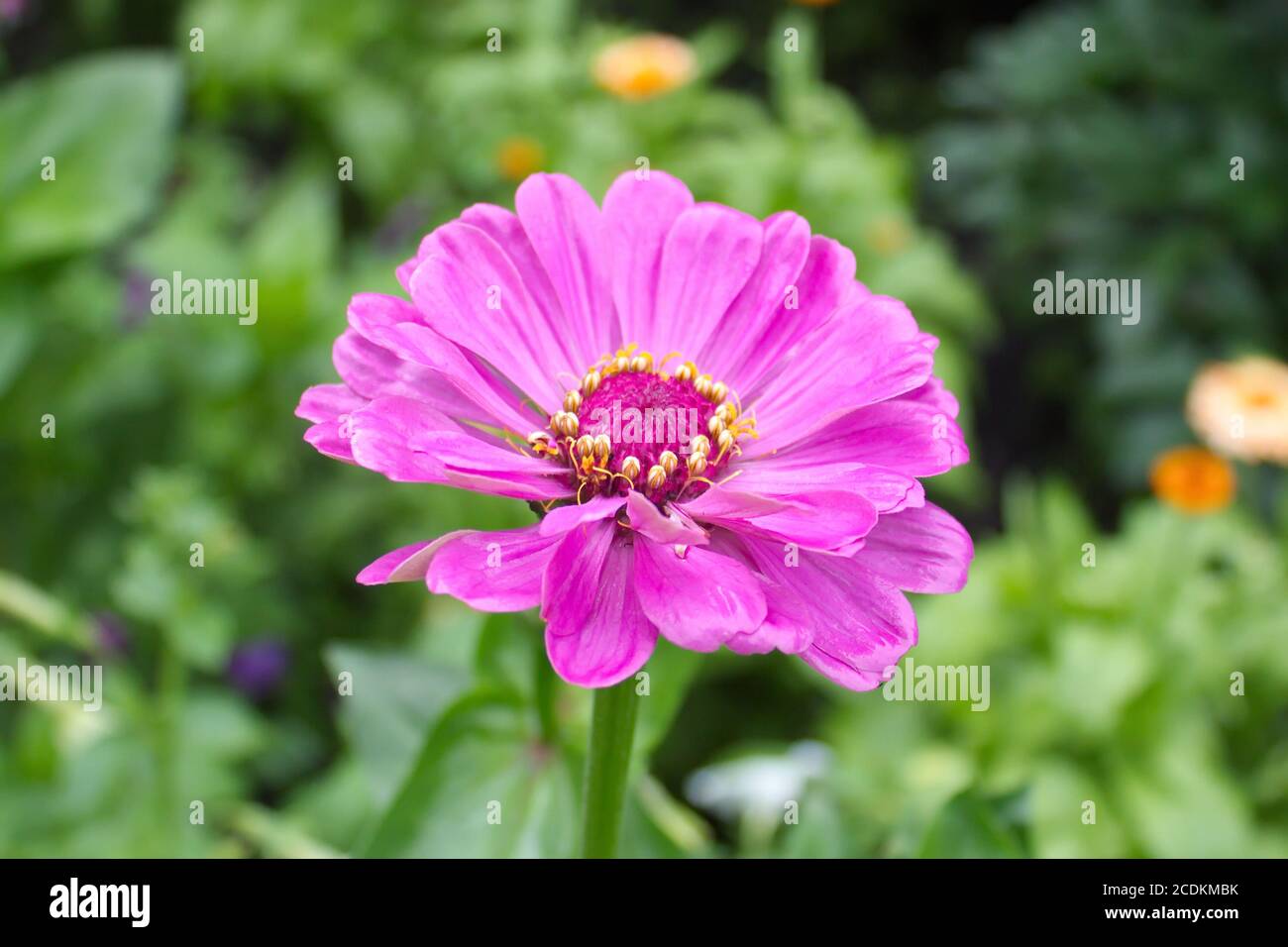 Fleur lila Banque D'Images
