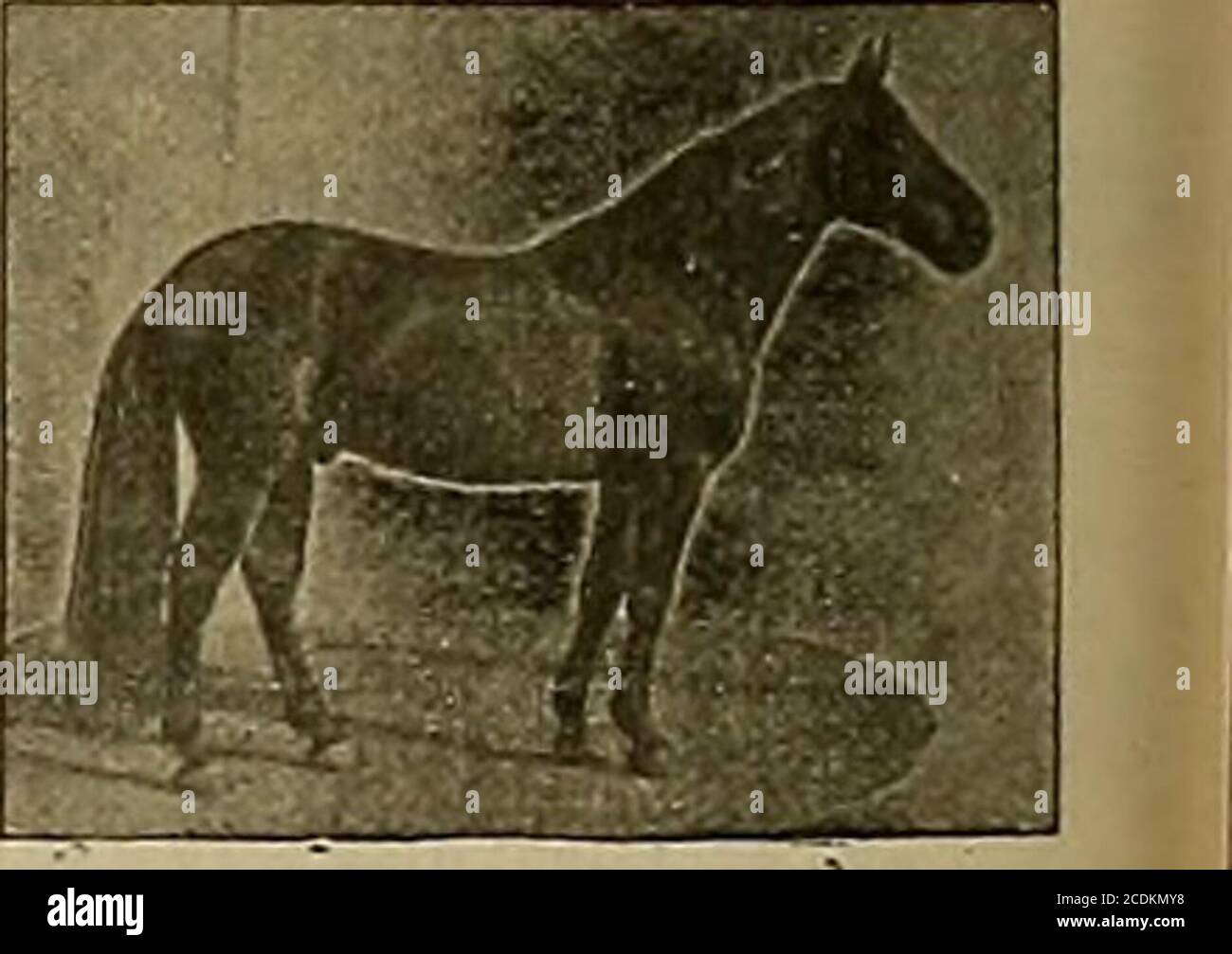 . Éleveur et sportif . et Joe Evlston (3) 3:32 feront la saison de 1904 à Lakeville, dans le comté de Sonoma, gal. SEYMOUR WILKES a gagné son disque dans une forte trace et était un raehorse de jeu. Aucun cheval en Californie ne peut montrer une plus grande proportion de gros, beau, fortement construit et bien-boned colts. Ils sont tous semblables, et dans presque chaque instanoe aresquare trotters. SEYMOUR WILKES est par Guy Wilkes, son barrage au début de BirdbyPlaymail; deuxième barrage par Odd Fellow, troisième barrage par un fils de Williamsons Belmont, quatrième barrage par Blackhawk 767. Il pèse 1200 livres, tient 16 mains hautes et est l'un des plus Banque D'Images
