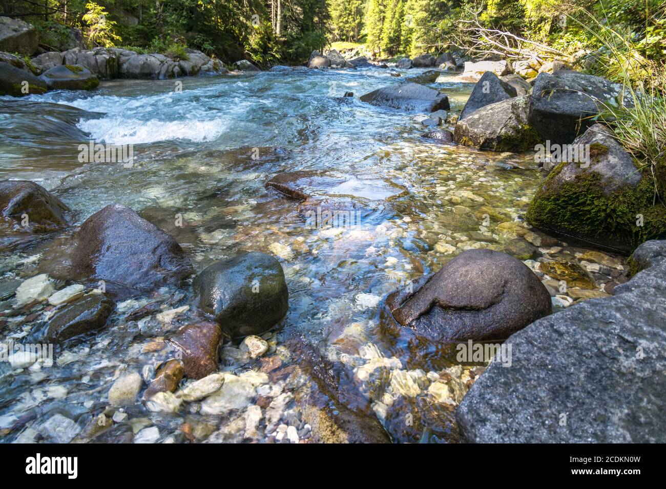 Vue sur la rivière ou le torrent dans le parc naturel de Paneveggio Pale di San Martino à Tonadico, Trentin, Italie Banque D'Images