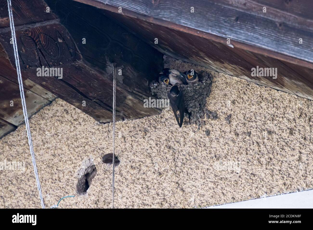 La barde européenne (Hirundo rustica) nourrissant des bébés dans le nid Banque D'Images