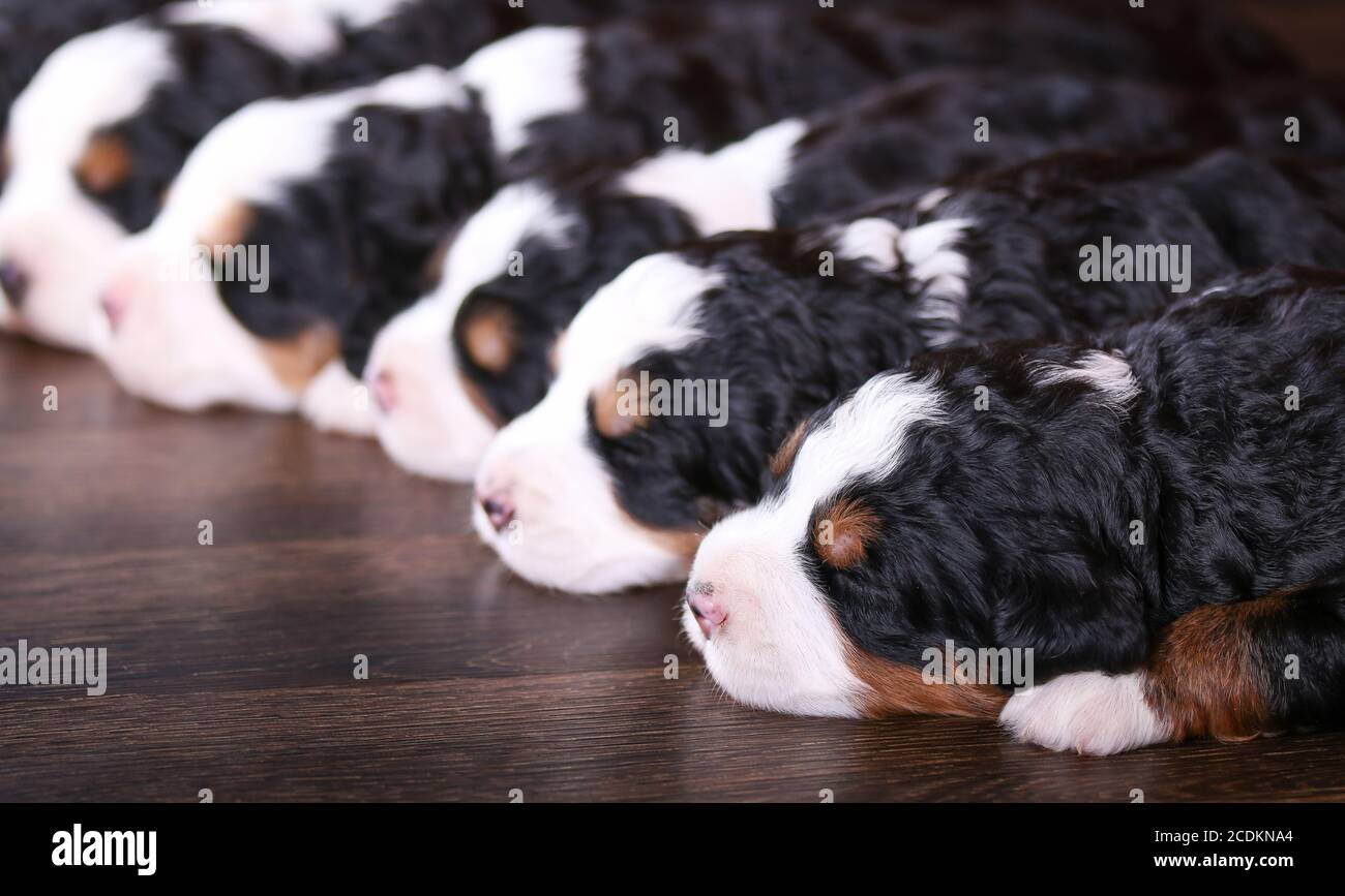 F1 Mini Bernedoodle Puppies trois couleurs dormant dans une rangée un plancher de bois franc Banque D'Images