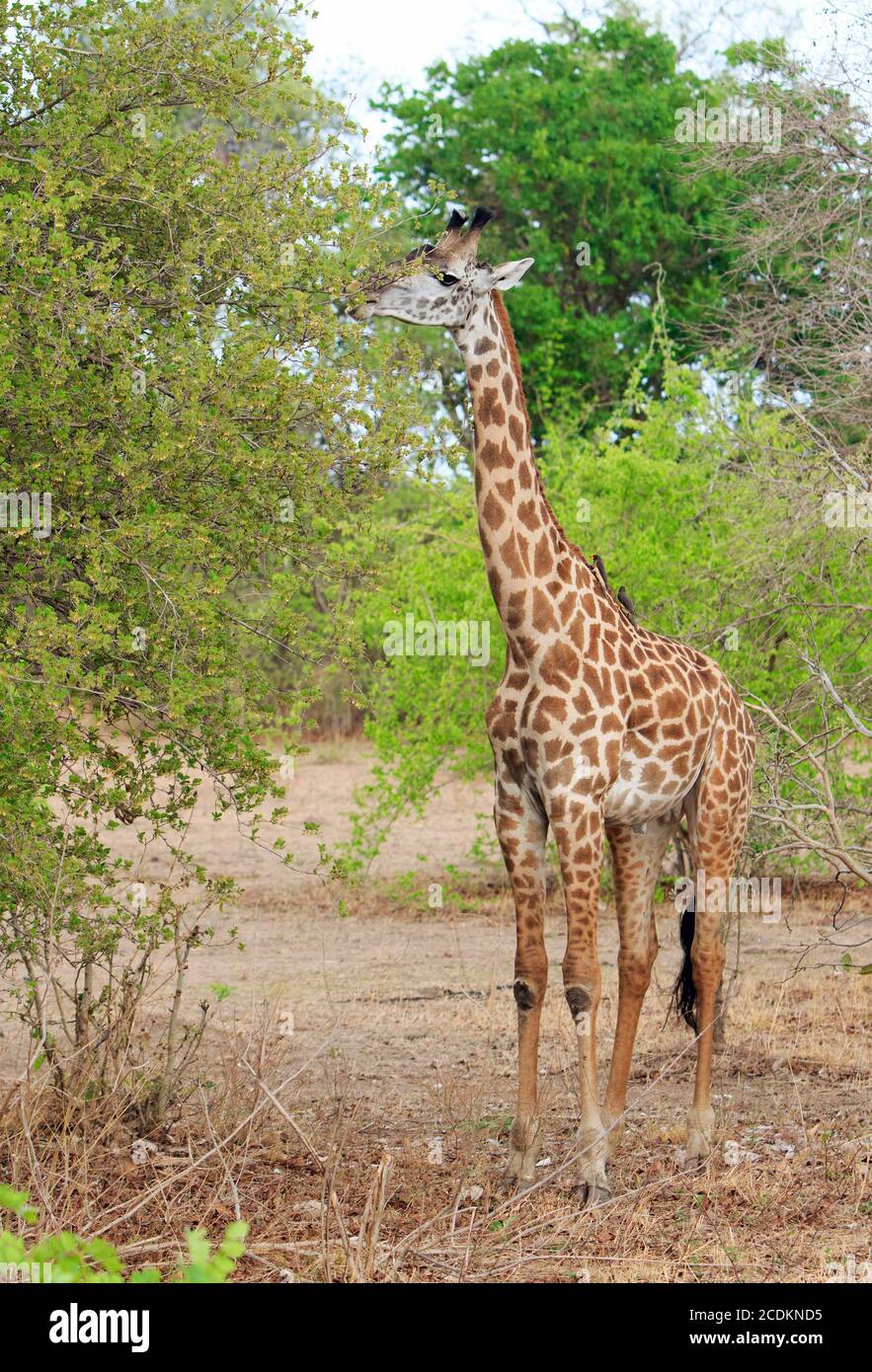 Plein cadre Thornicroft Giraffe, (Giraffa camelopalis), nourrissant d'un succulent bushs vert avec des boeufs perchés sur son cou dans le sud Luangwa Nati Banque D'Images