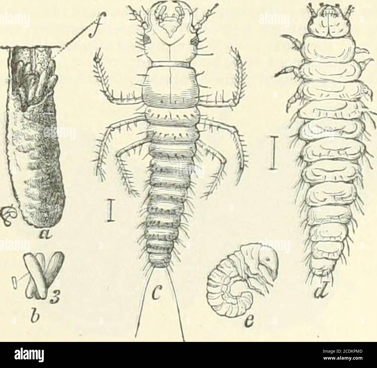 . Un manuel de référence des sciences médicales englobant toute la gamme de la médecine scientifique et pratique et des sciences connexes . Figure 2900,—.T/ncni?i&lt;i.ris «7ii-color. Ligne, taille naturelle;b, coléoptère; e, maleanedenne élargie. (Après Riley.). Figure 2901.—n. Oeuf de Melavoplvs différent i/xlii, avec le moiitlitorn ouvert, E. xposlng la larve nouvellement battue d'Epivnuta vittatatatamaning dans un oeuf. Dimension naturelle, b, oeuf.s de E. vittata la dimension naturelle indiquée à côté : c vue dorsale de la première larve ou triunguliu OFE. Vittata : ri, vue dorsale de la deuxième larve de E. rittata : e, sidevier de la se Banque D'Images