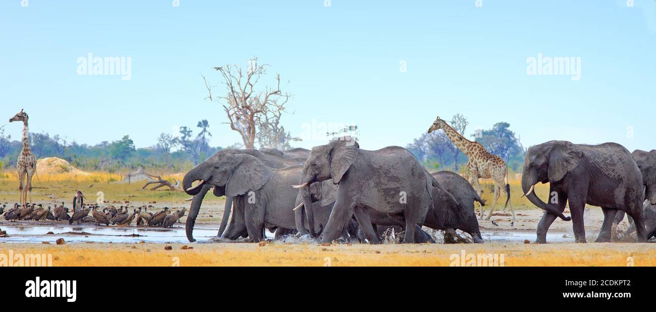 Paysage d'un trou d'eau animé avec des éléphants et des girafes avec un ciel bleu pâle clair dans le parc national de Hwange, Zimbabwe Banque D'Images