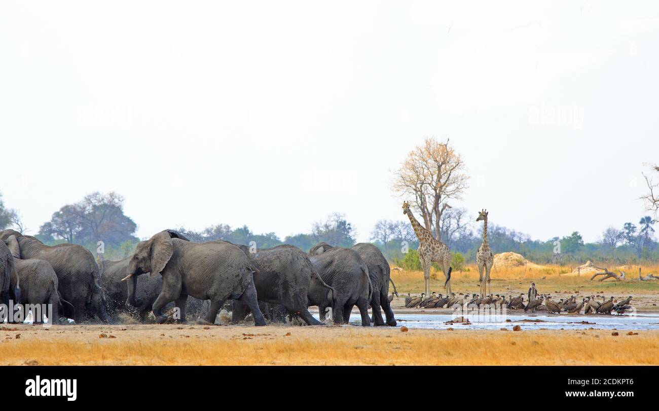 Trou d'eau animé avec des éléphants s'amuser tandis que les girafes regardent et les vautours reposent sur le bord du trou d'eau - parc national de Hwange, Zimbabwe Banque D'Images