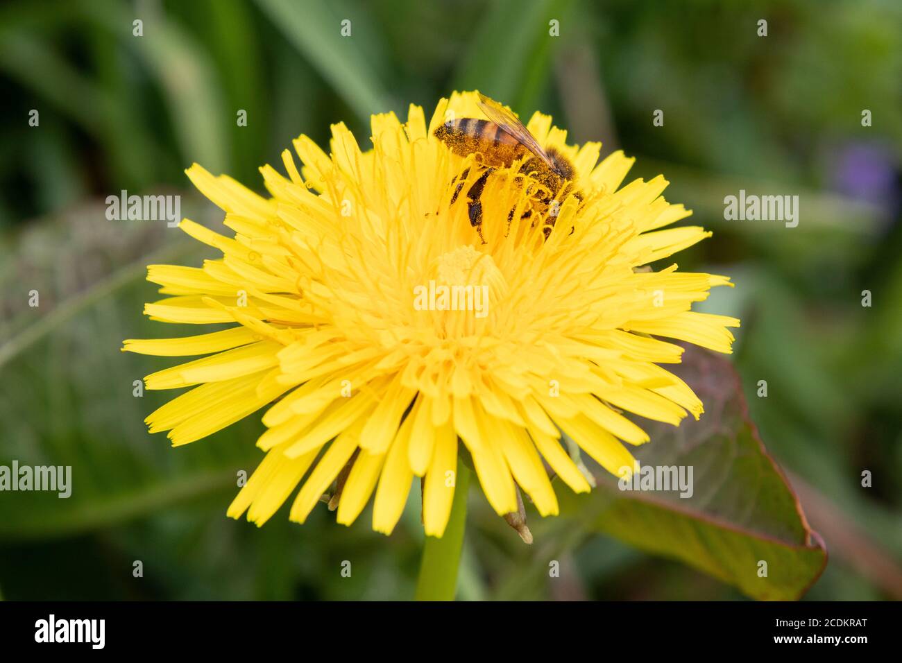 A Bee Pollinates une fleur de pissenlit jaune vif à Stroud Preserve, comté de Chester, Pennsylvanie, États-Unis Banque D'Images