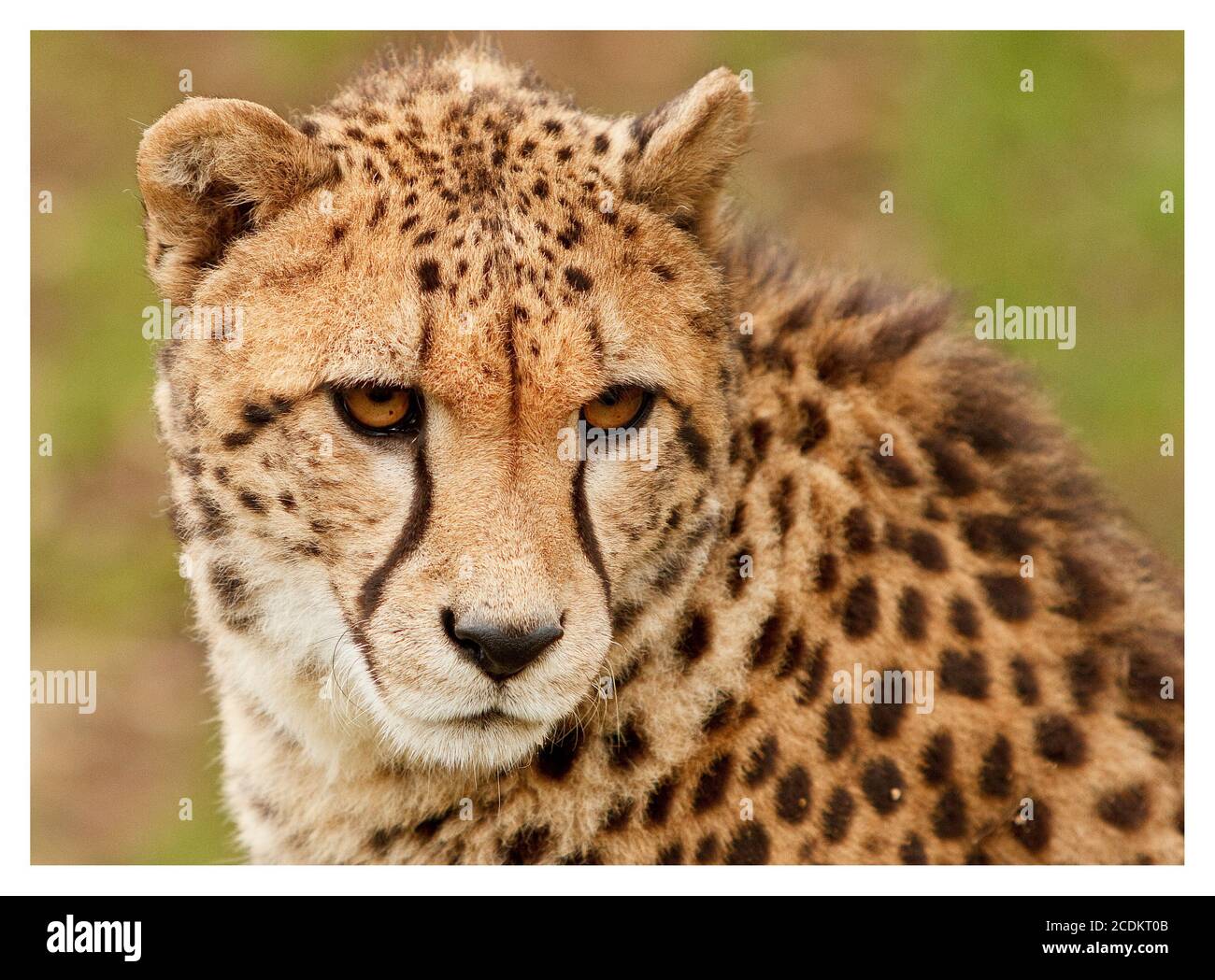 Gros plan d'un guépard captif (Acinonyx jubatus) face sur fond naturel Banque D'Images