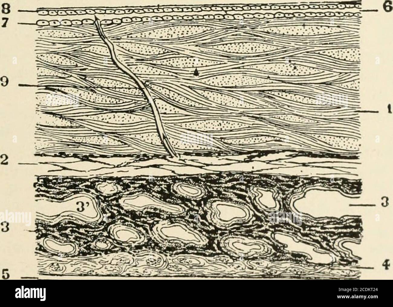 Un traité sur les maladies de l'œil . s.—^l'alimentation artérielle du  corps ciliaire, du muscle et des processus ciliaryliques provient du  circulus arteriosus, qui est majeur au moyen de branches radiantes