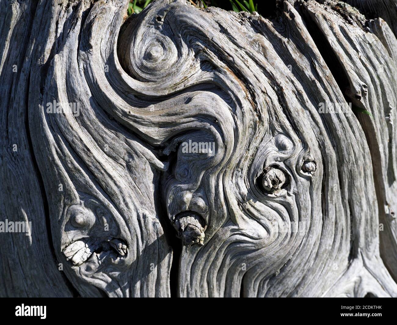 ombres et lumière du soleil sur les serpentins et tourbillons de bois granuleux blanchi au soleil et ronlé d'une vieille souche de bois dur mort Arbre à Cumbria Angleterre Royaume-Uni Banque D'Images